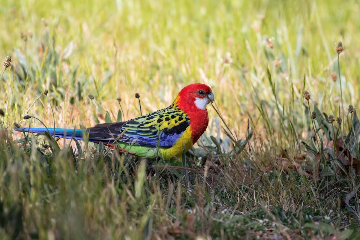 Eastern Rosella - ML86391841