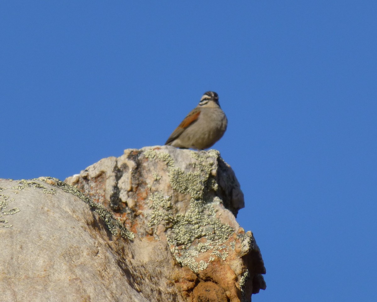 Cape Bunting - ML86392931