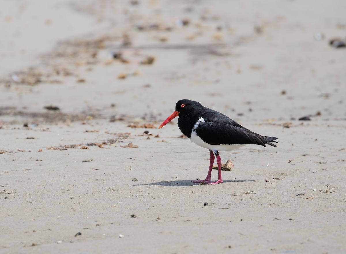 Pied Oystercatcher - ML86393201