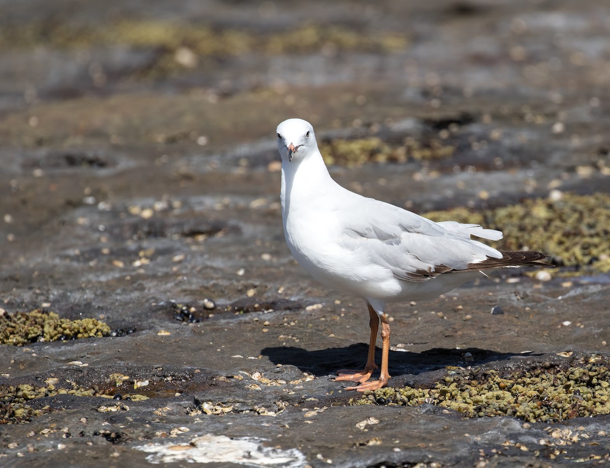 Silberkopfmöwe (novaehollandiae/forsteri) - ML86393371