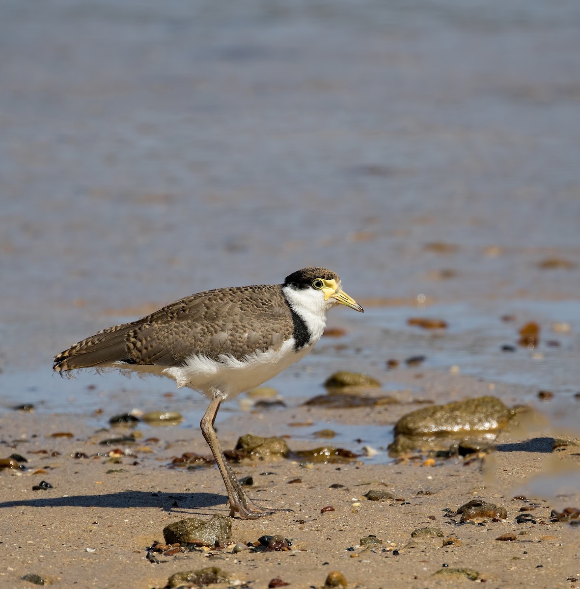 Masked Lapwing - Julie Clark