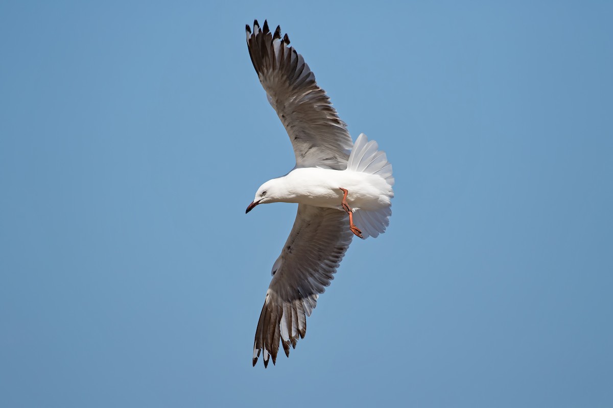 Silver Gull (Silver) - ML86393391