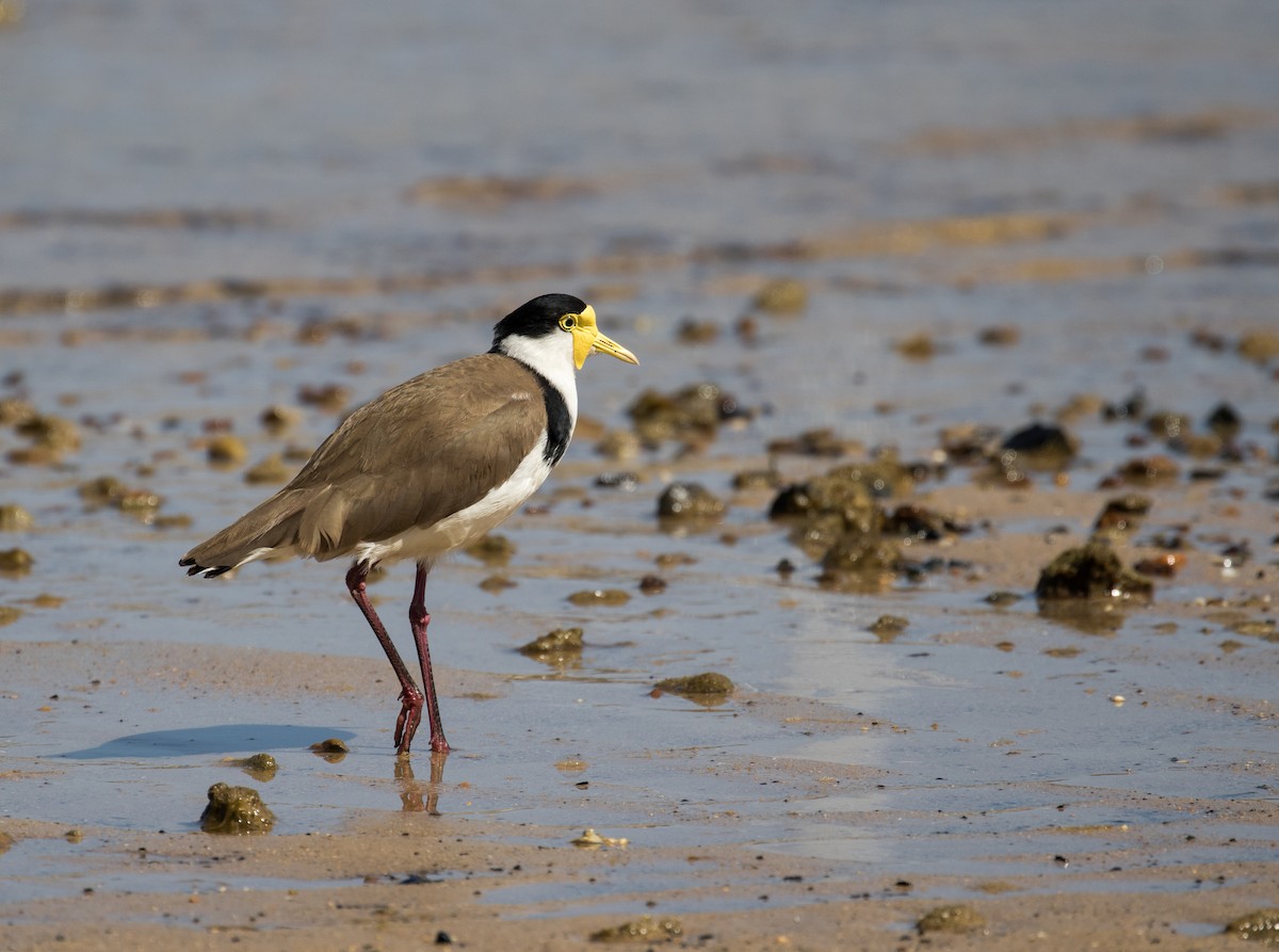 Masked Lapwing - ML86393401