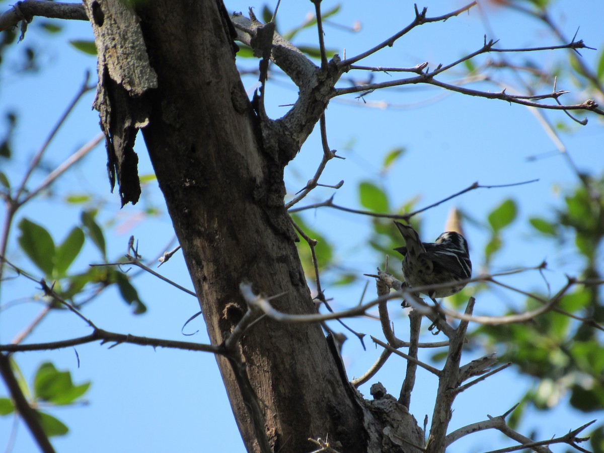 Black-and-white Warbler - ML86393651