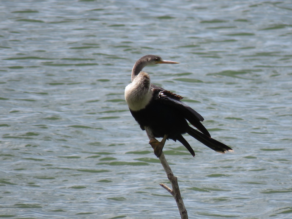 Anhinga - Mark Goodwin