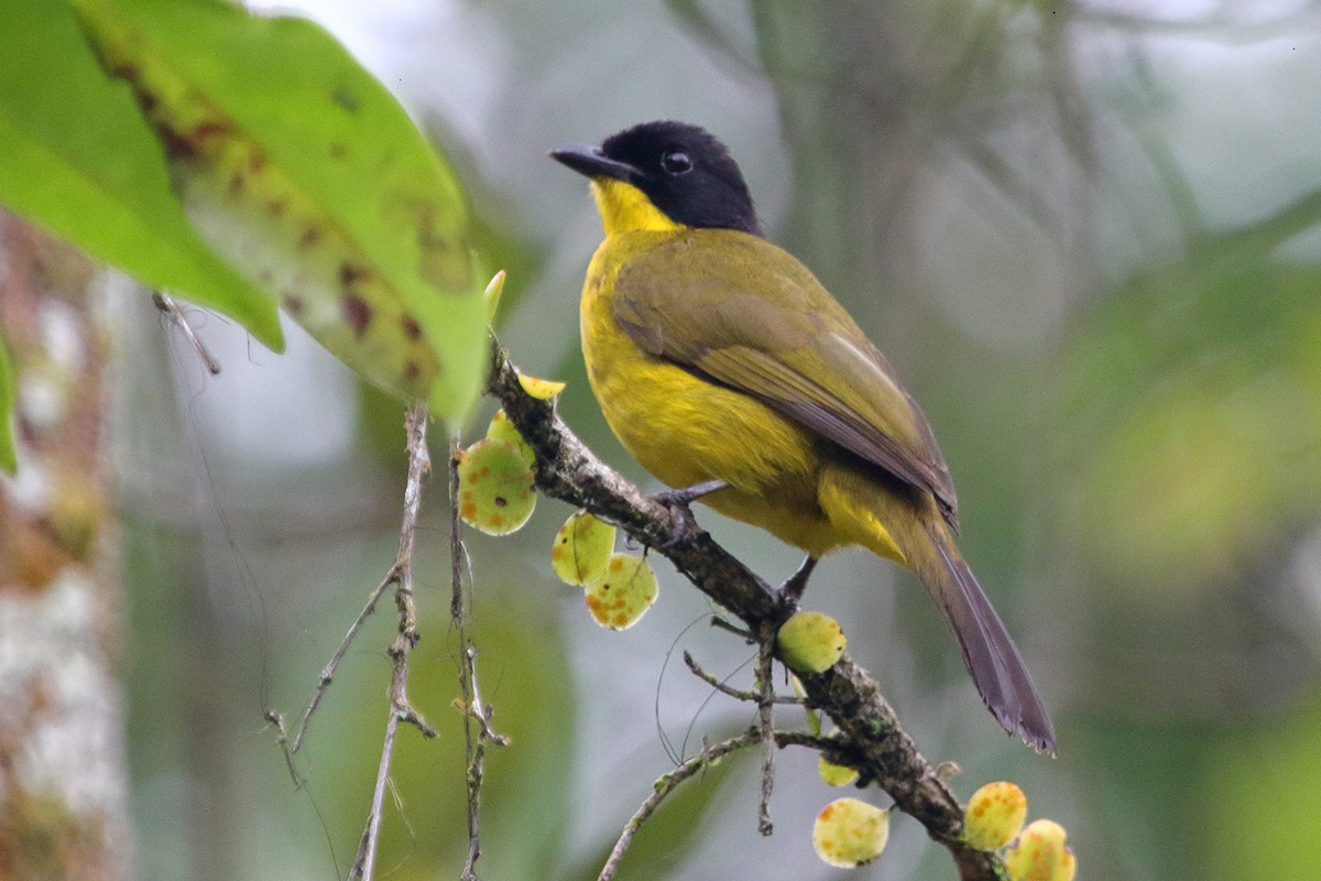 Black-capped Bulbul - David Clark