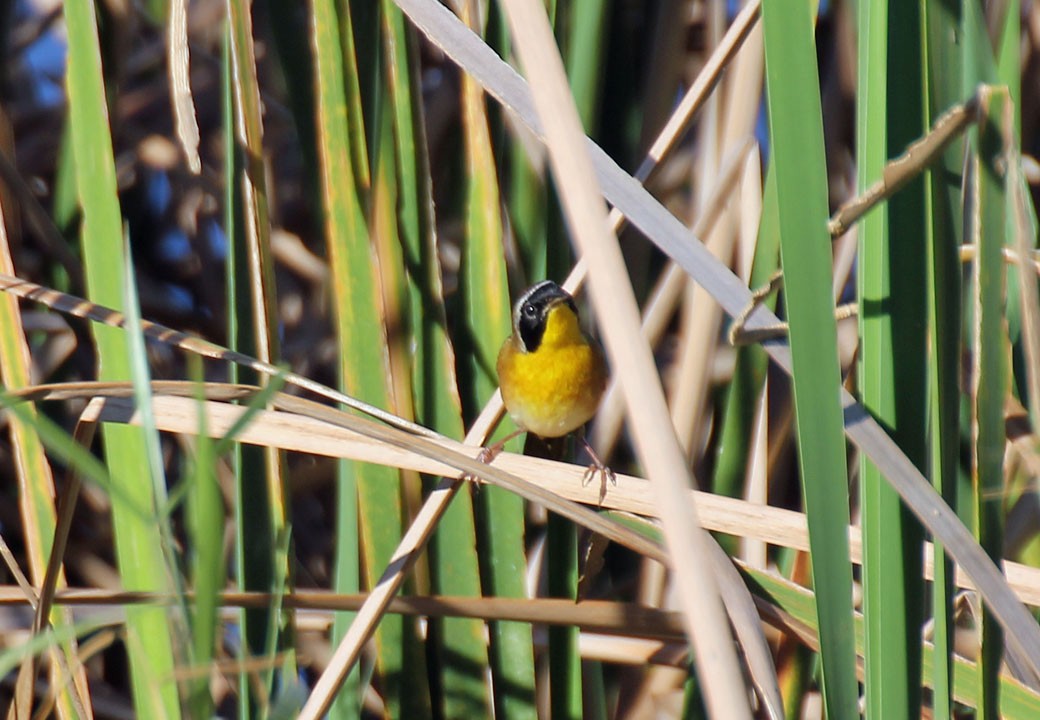 Common Yellowthroat - ML86396571