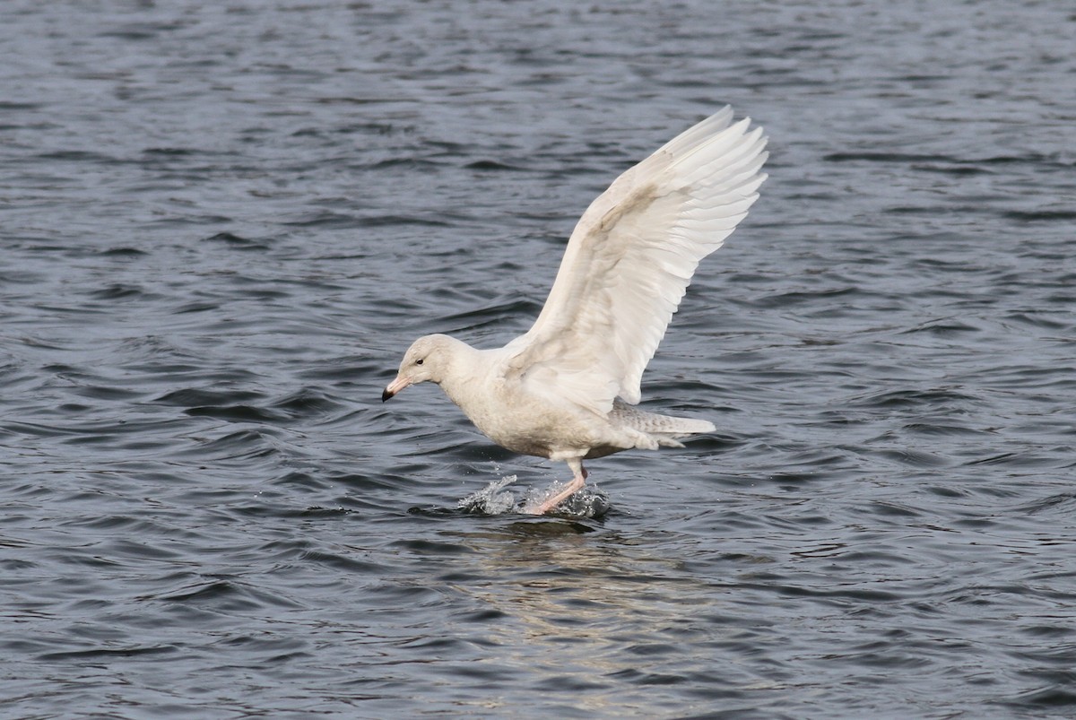 Glaucous Gull - ML86400921