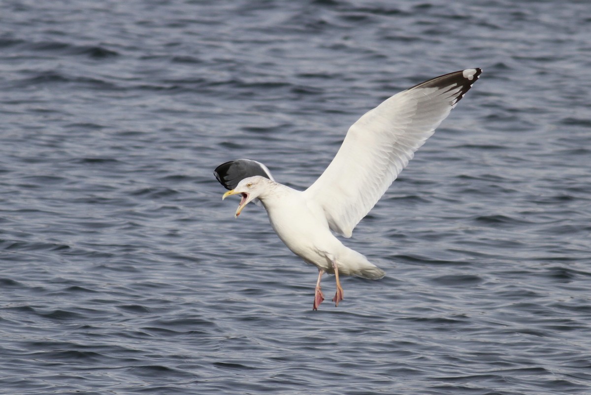 Herring Gull - ML86400951