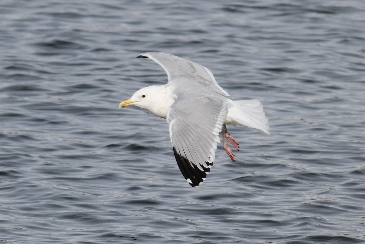 Gaviota Argéntea - ML86400961