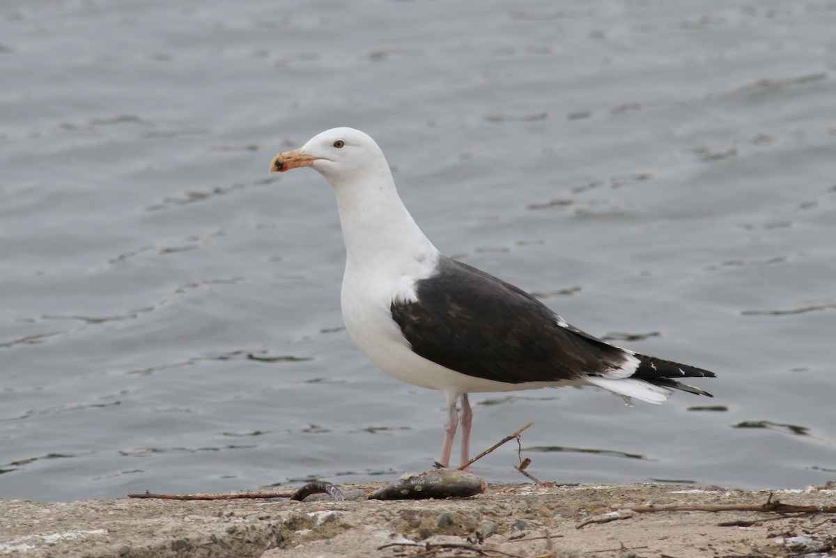 Great Black-backed Gull - ML86401001