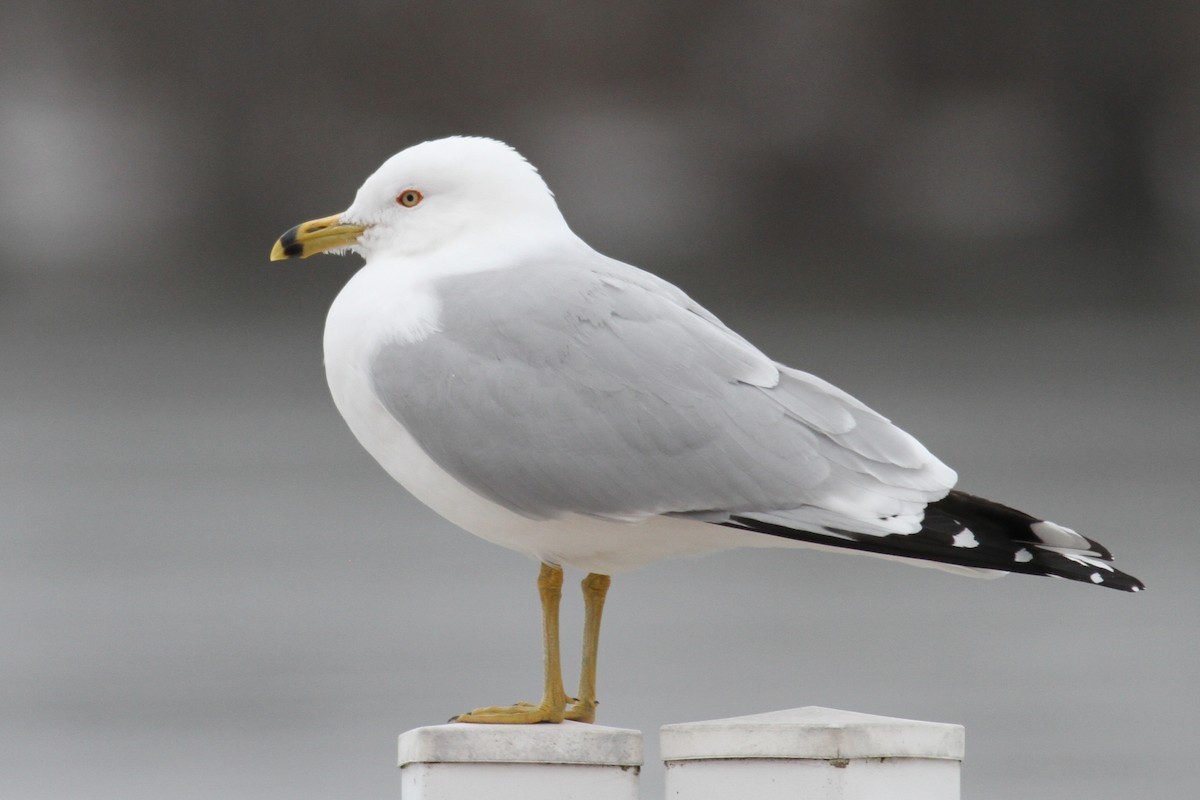 Ring-billed Gull - ML86401011