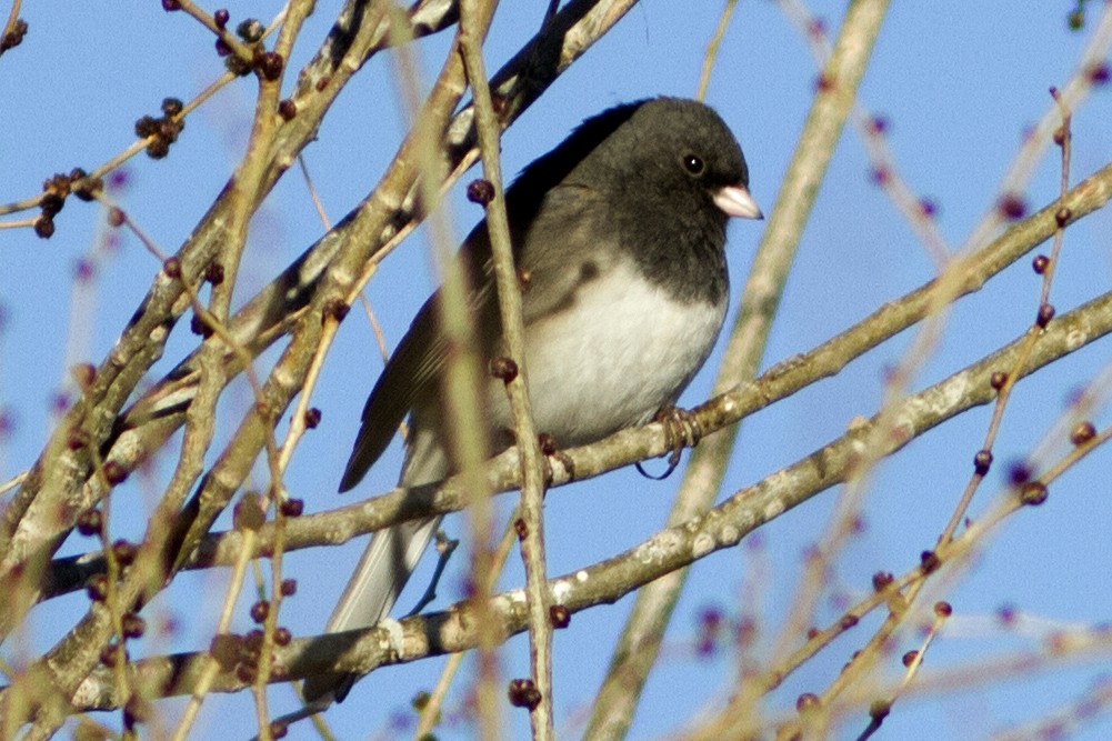 Dark-eyed Junco - ML86401151