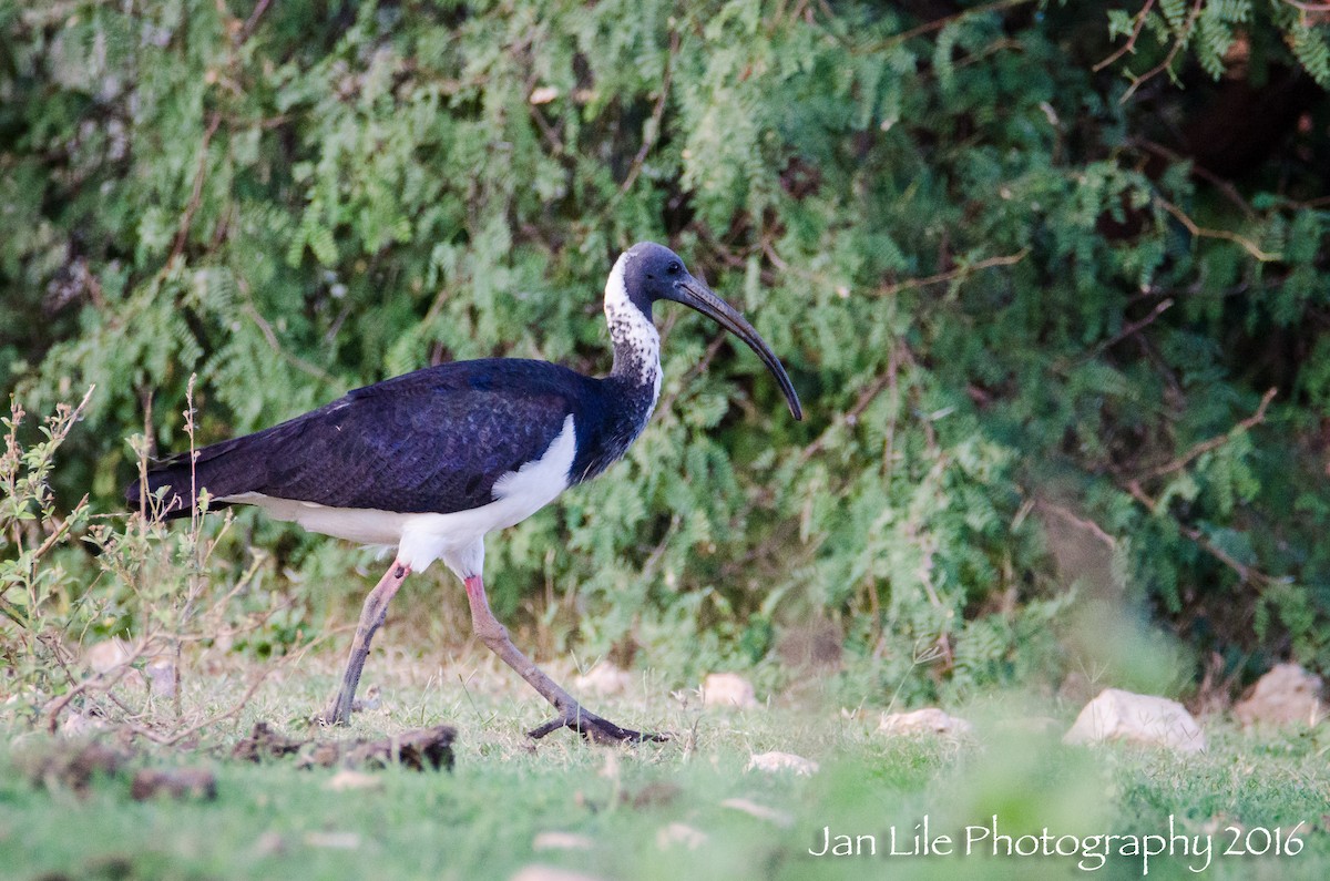 ibis slámokrký - ML86402981