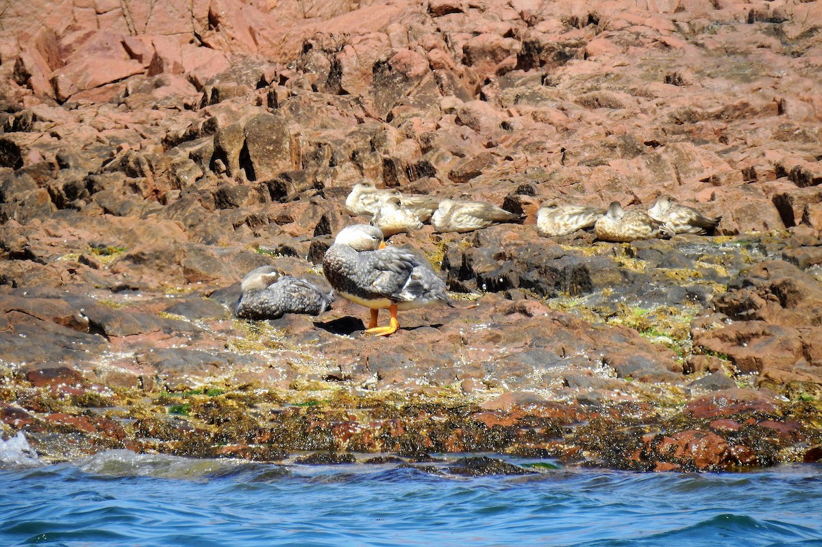 White-headed Steamer-Duck - ML86403101