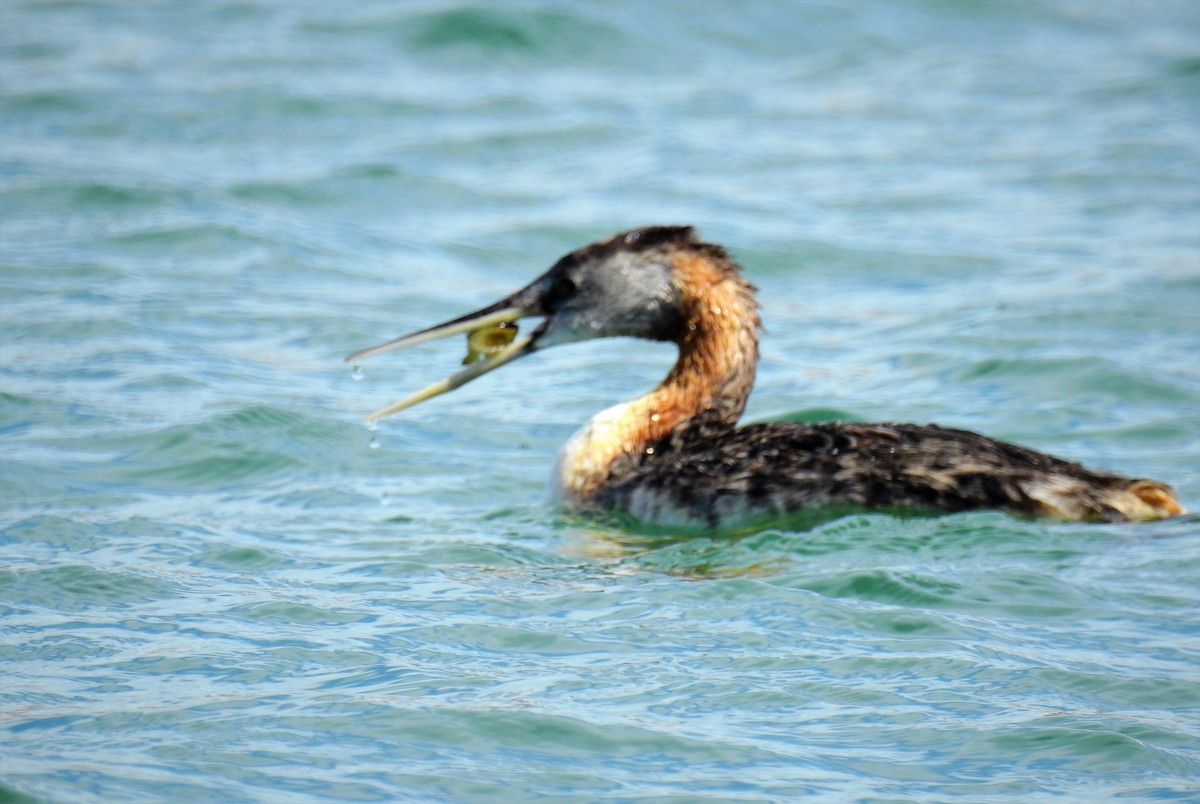 Great Grebe - ML86403201