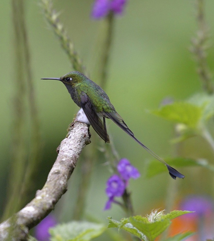 Colibrí de Raquetas Faldiblanco - ML86403721