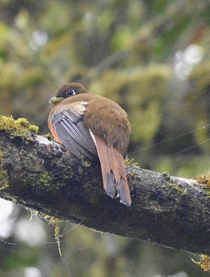 Collared Trogon - ML86404021