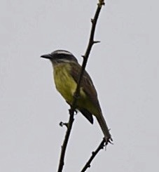 Golden-bellied Flycatcher - ML86404381