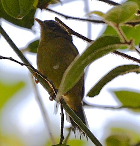 Three-striped Warbler - ML86404501