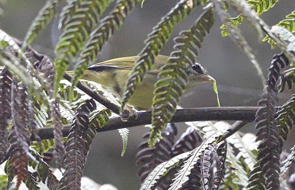 Three-striped Warbler - Simon Carter