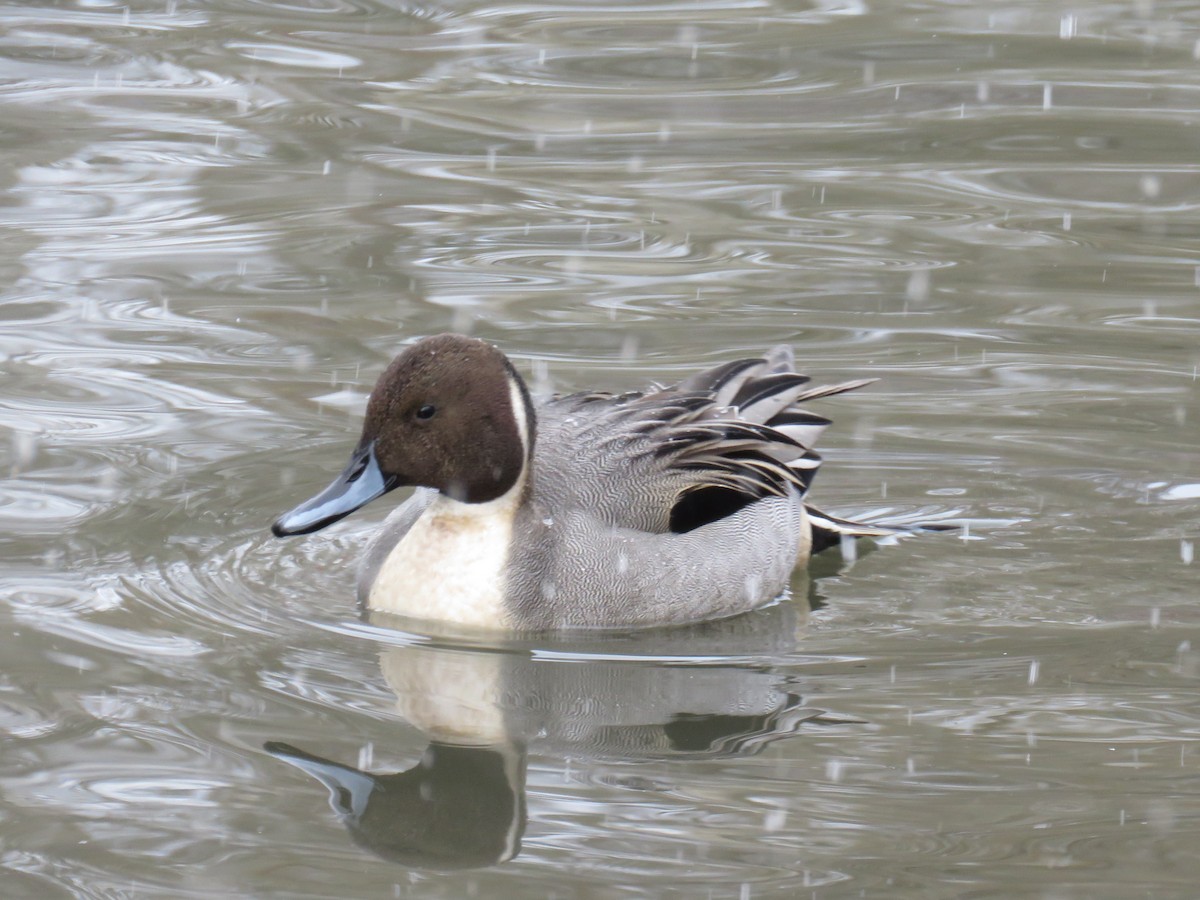 Northern Pintail - ML86405081