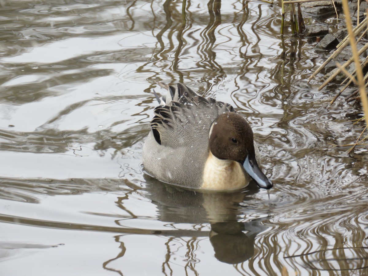 Northern Pintail - ML86405091