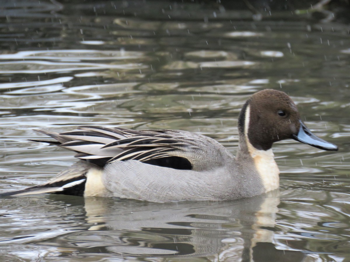 Northern Pintail - ML86405201