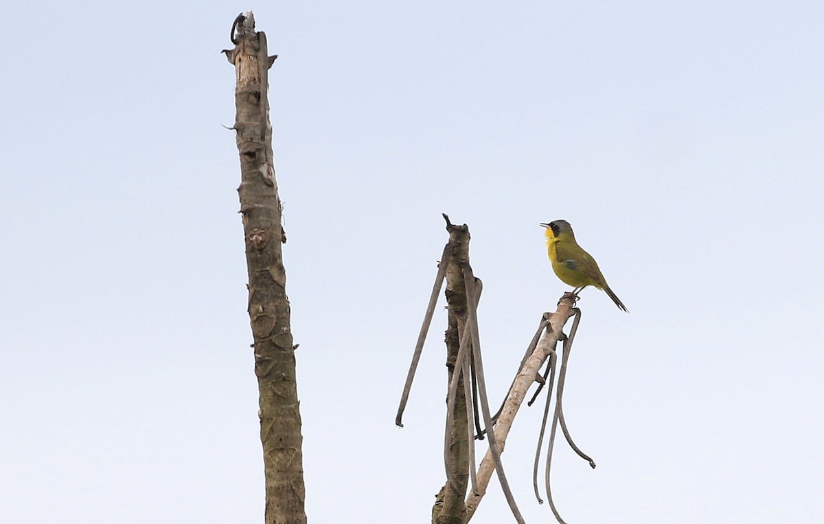 Southern Yellowthroat - Patrick MONNEY