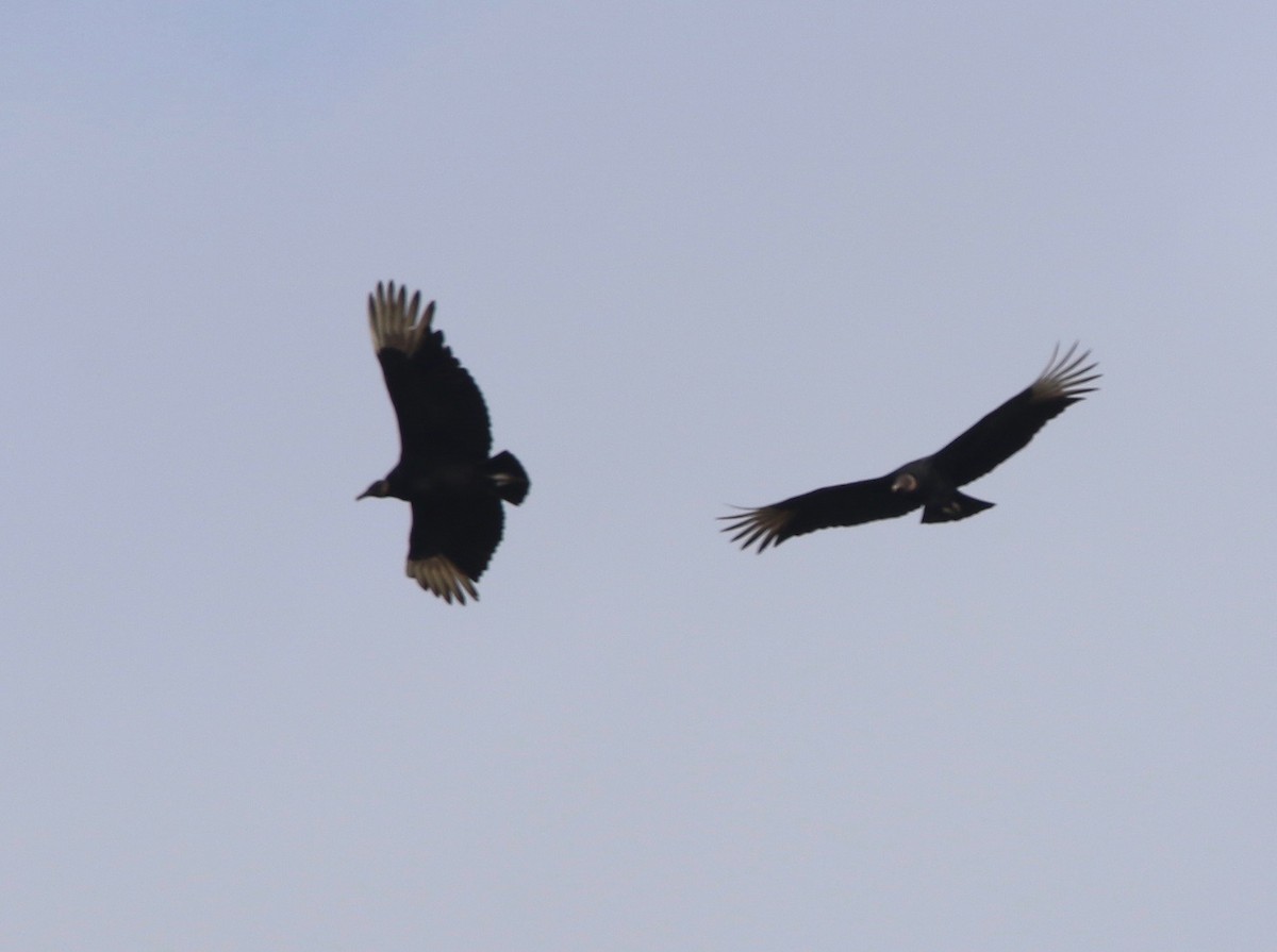 Black Vulture - ML86406481
