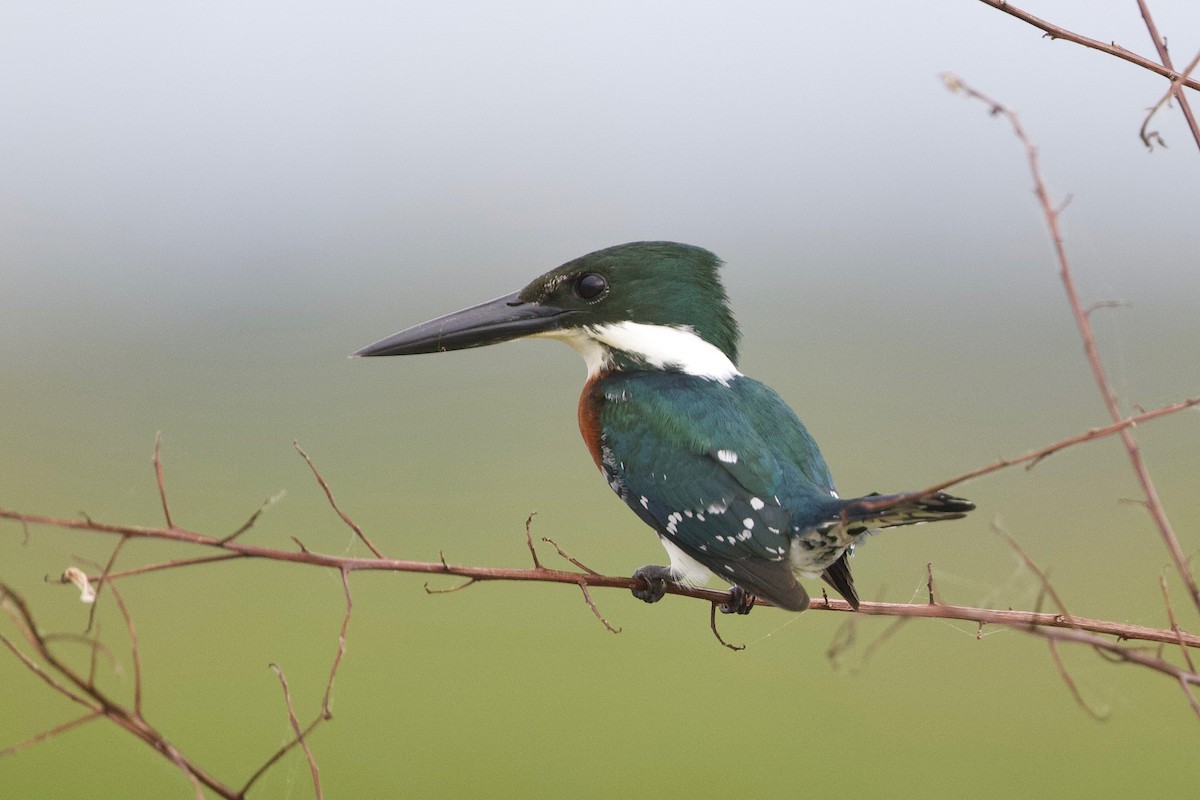 Green Kingfisher - Cory Gregory