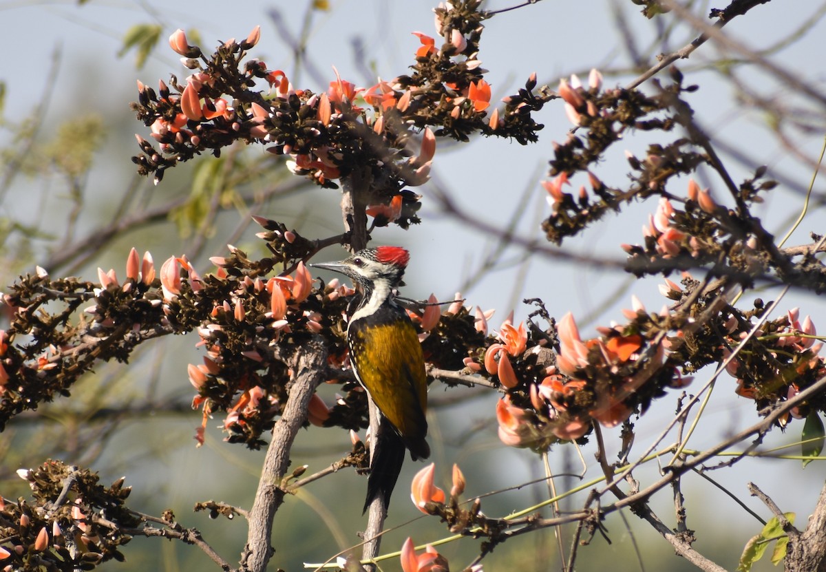 Black-rumped Flameback - ML86407721