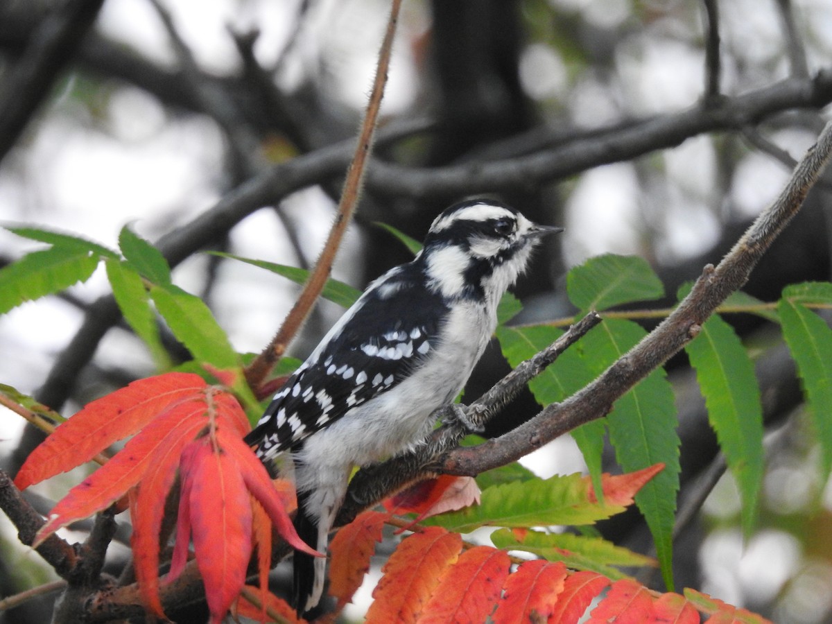 Downy Woodpecker - Marc Shlossman