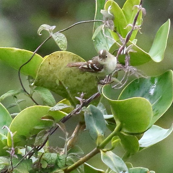 White-crested Elaenia - ML86409641