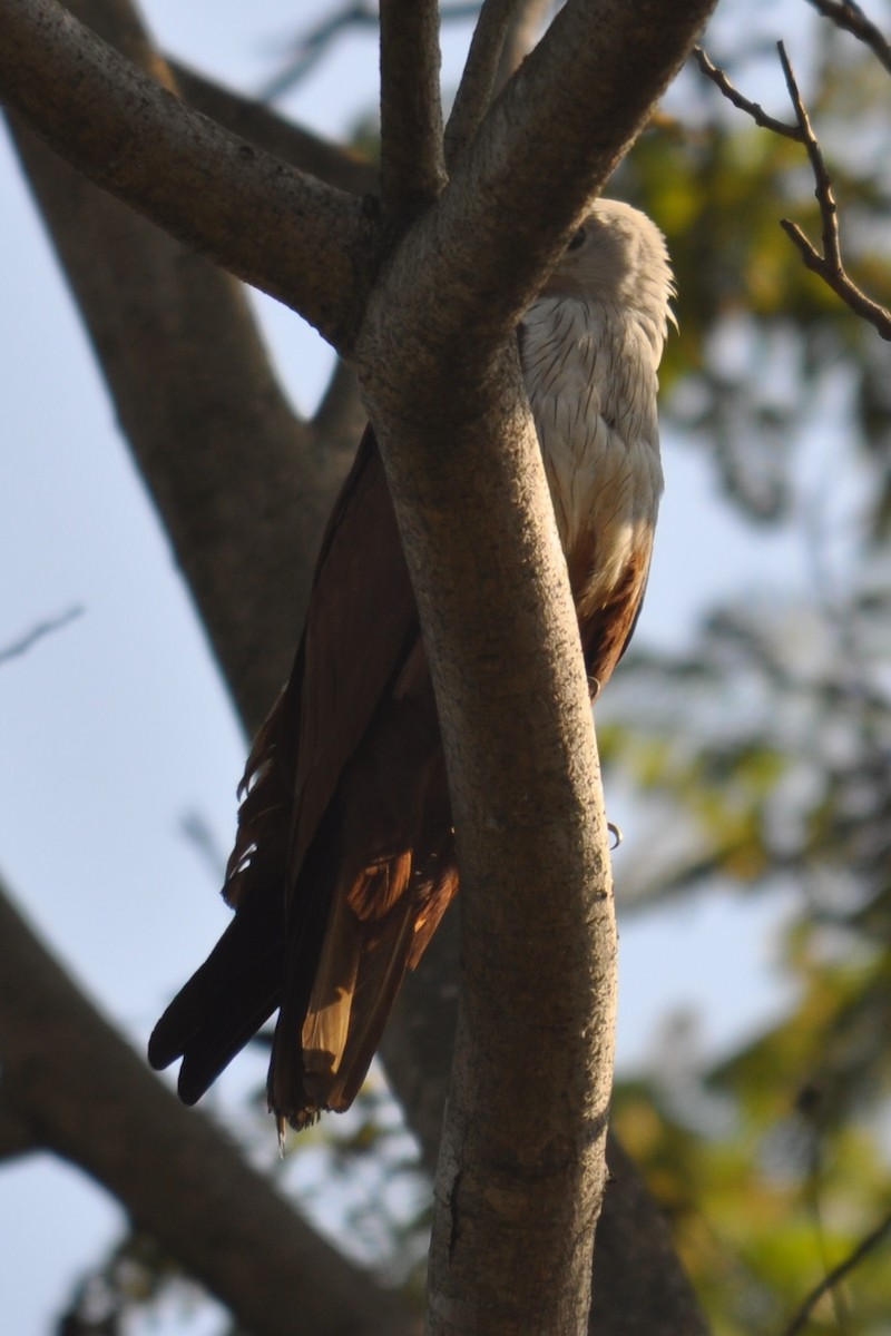 Brahminy Kite - ML86410261