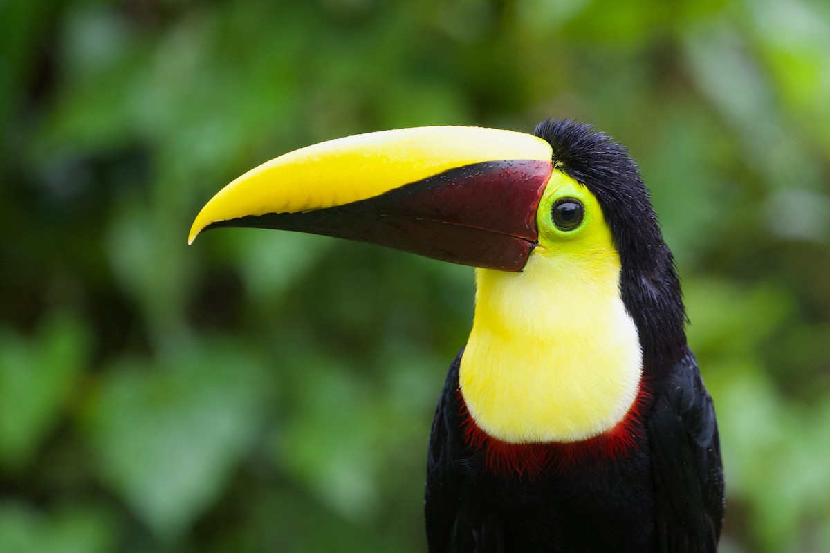 Yellow-throated Toucan - ML86410411