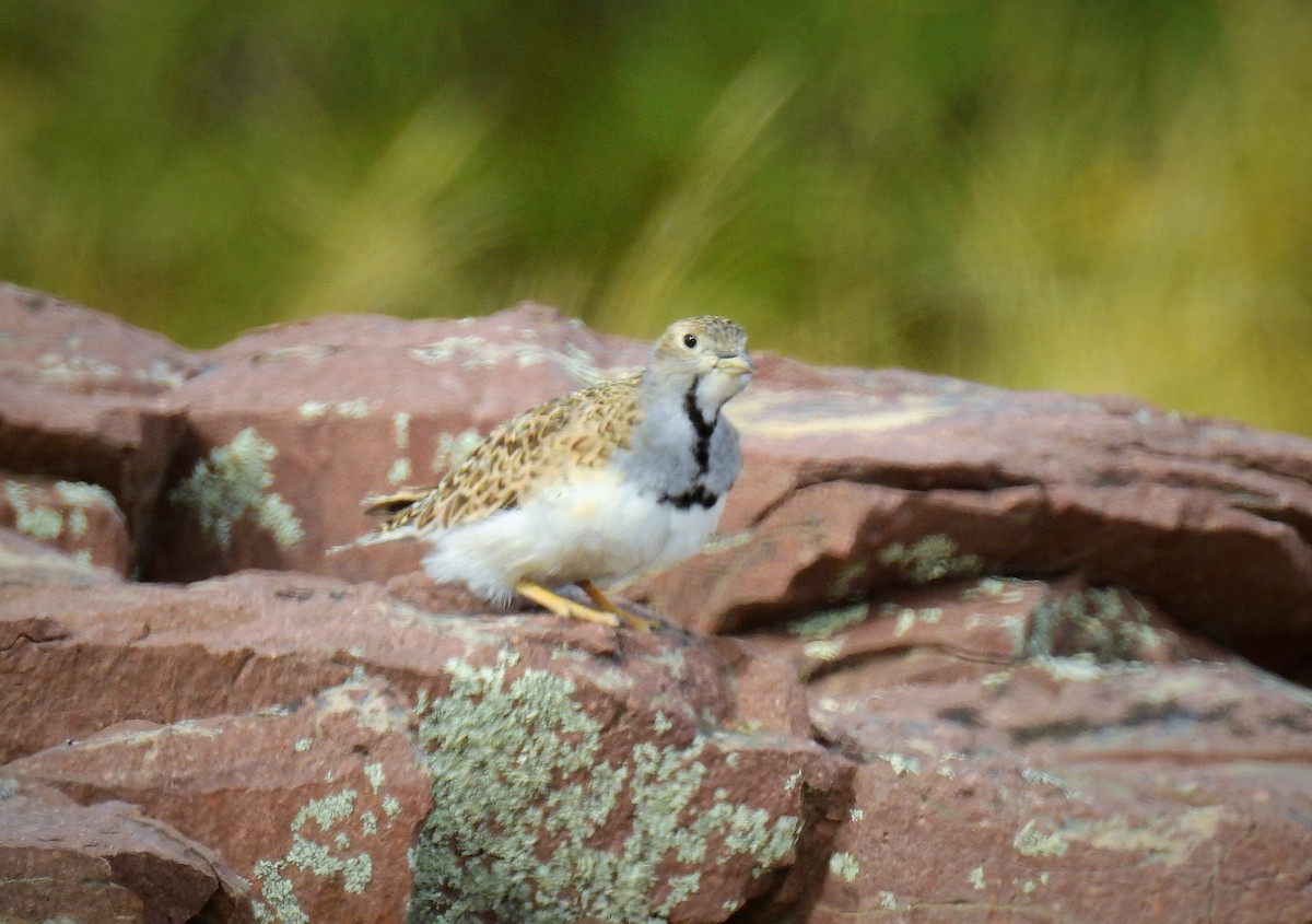 Least Seedsnipe - ML86411261