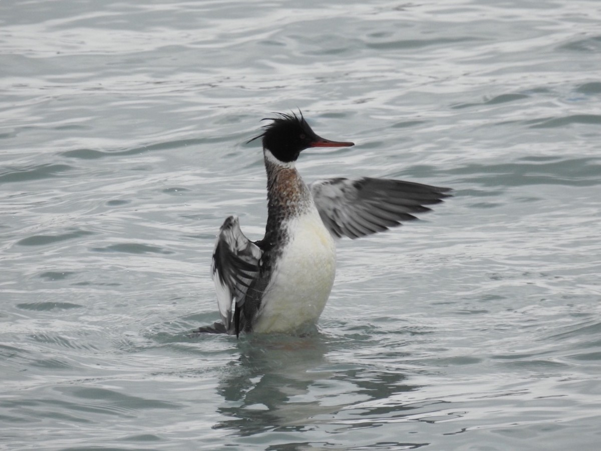 Red-breasted Merganser - ML86412471