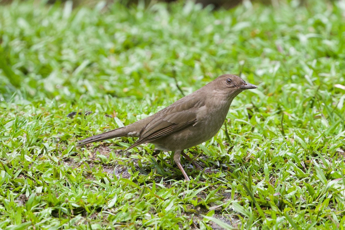 Mountain Thrush - Cory Gregory