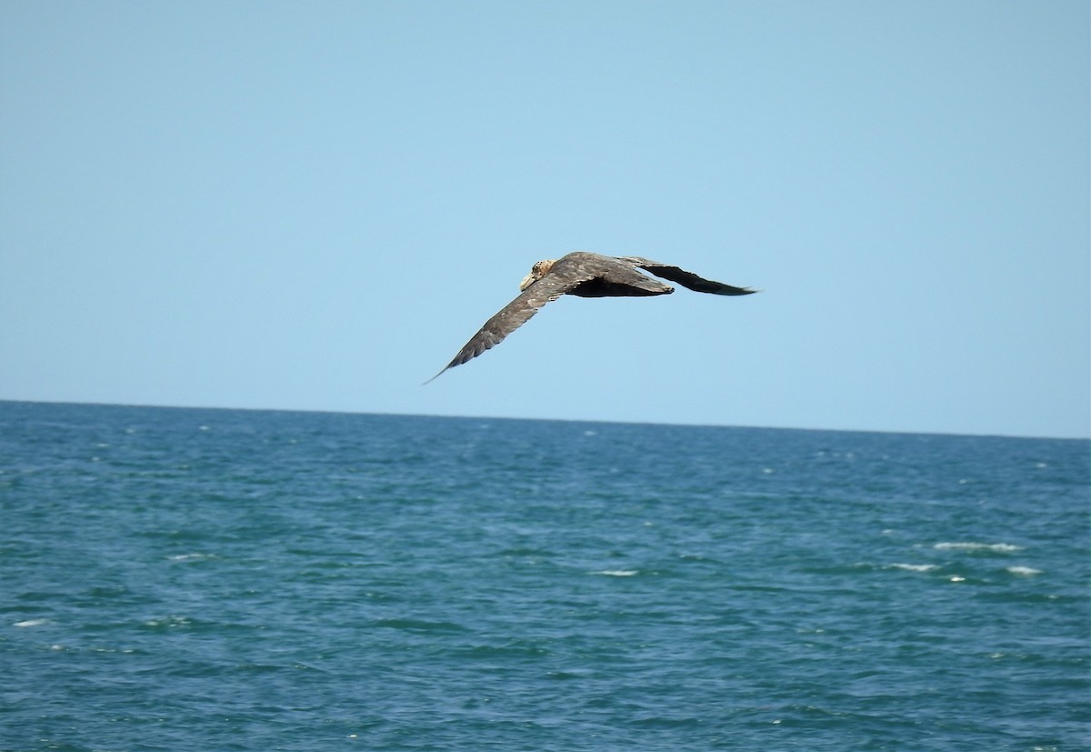 Southern Giant-Petrel - Pablo Alejandro Pla