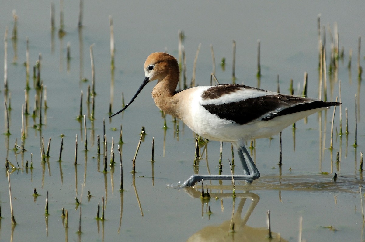 American Avocet - ML86414261