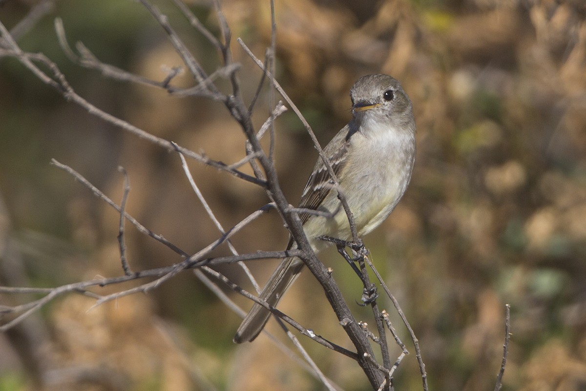 Gray Flycatcher - ML86415151