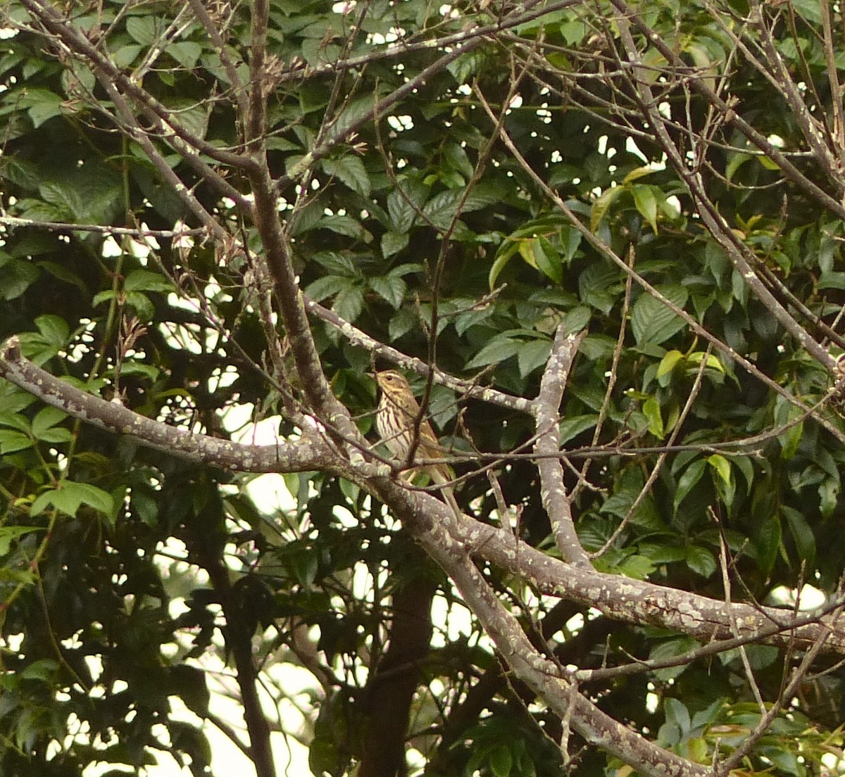 Olive-backed Pipit - ML86415811