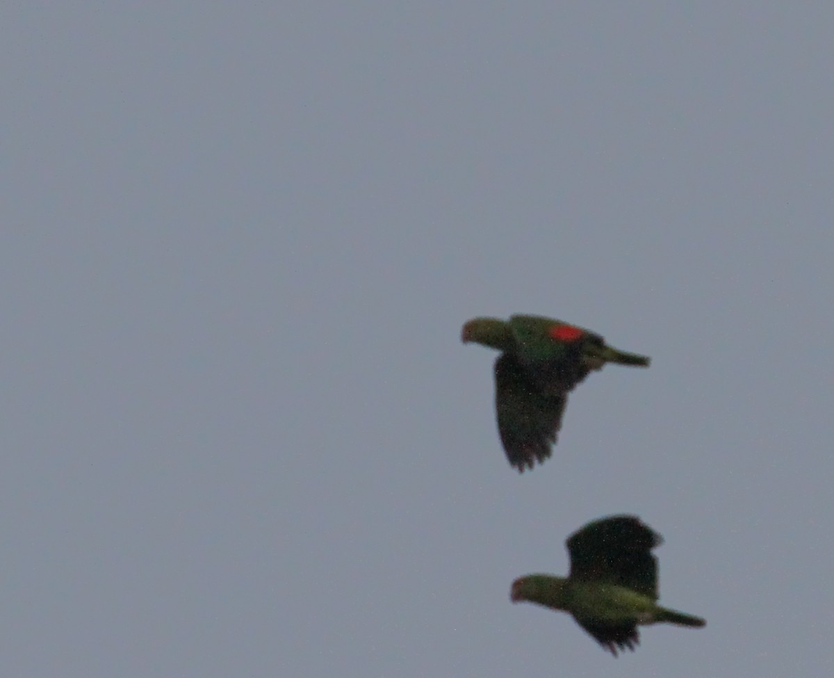 Red-crowned Parrot - ML86417141