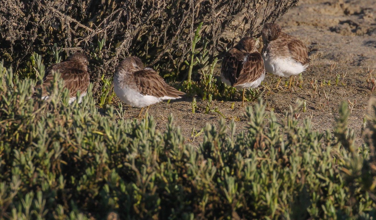 Least Sandpiper - Tracy Drake