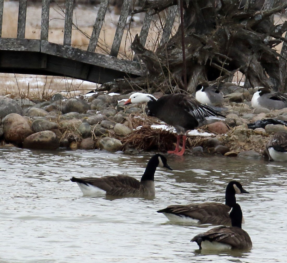 Snow Goose - ML86418891