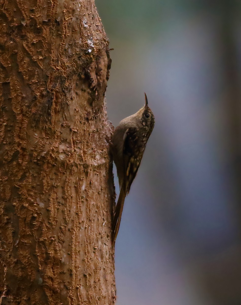 Sikkim Treecreeper - Amitava Ganguly