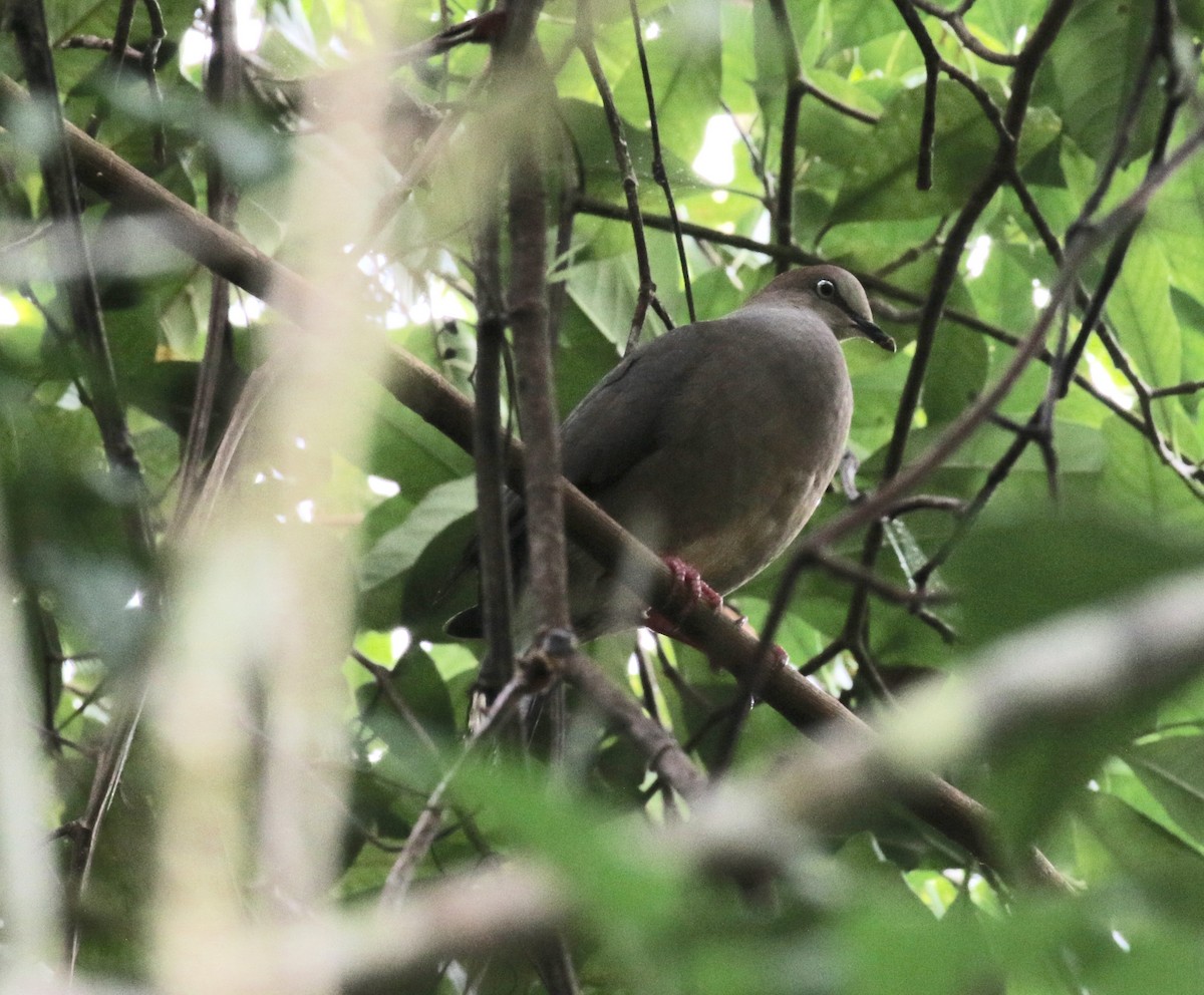 Gray-chested Dove - ML86425591