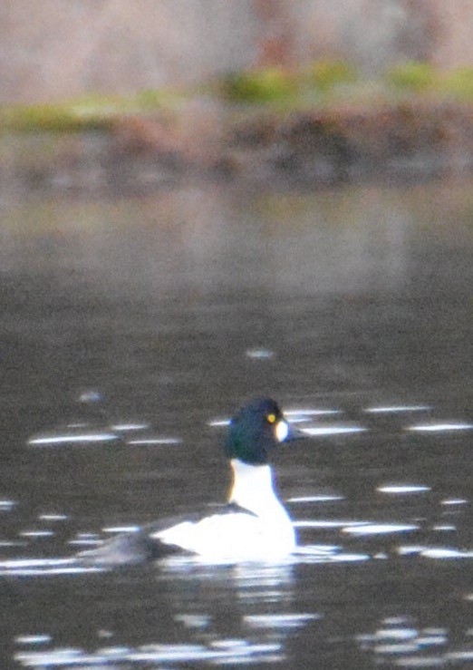 Common Goldeneye - ML86425971