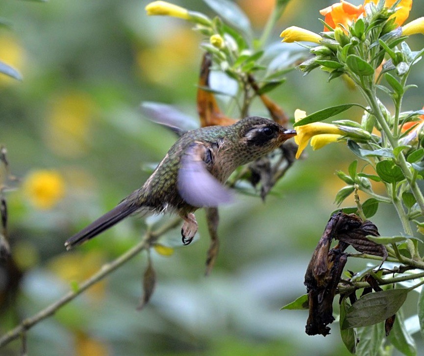 Speckled Hummingbird - Simon Carter